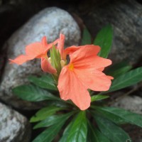 Crossandra infundibuliformis (L.) Nees